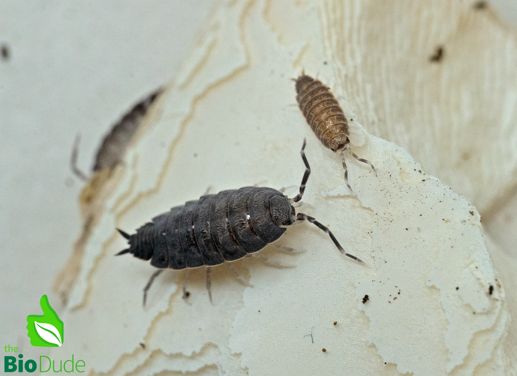 Porcellionides pruinosus "Powder Blue" Isopods FREE SHIPPING