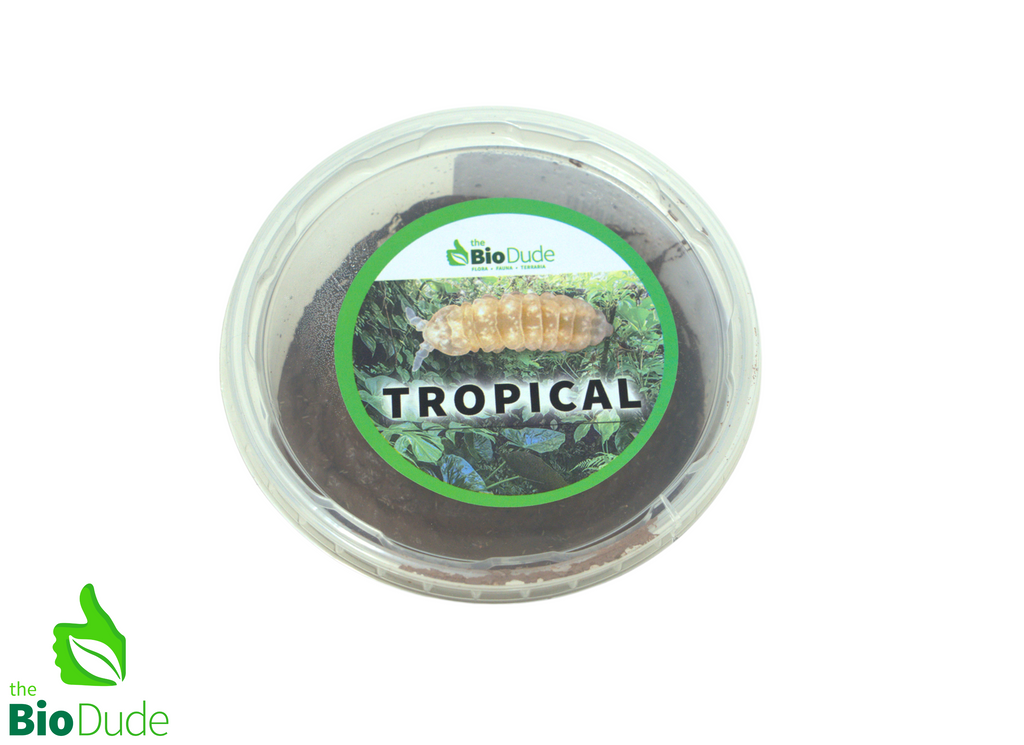 Springtails - Tropical Environments - 8 ounce container FREE SHIPPING