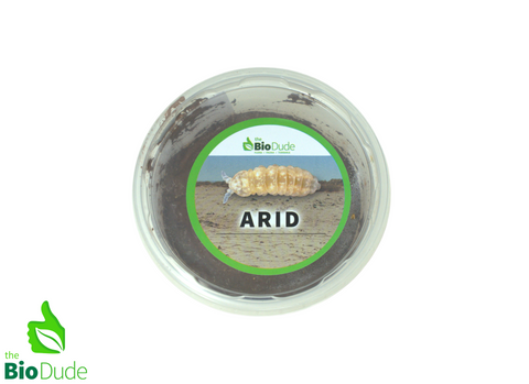 Springtails - Arid Environments - 8 ounce container FREE SHIPPING