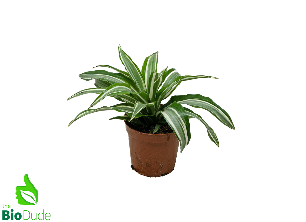 4" Pot Dracaena-Warneckii Compacta