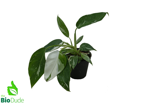 4" Pot Philodendron White Wizard