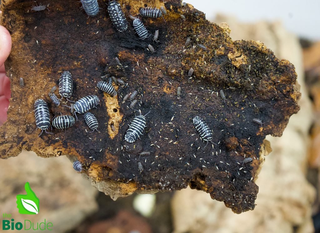 Armadillidium maculatum "Zebra" Isopods FREE SHIPPING