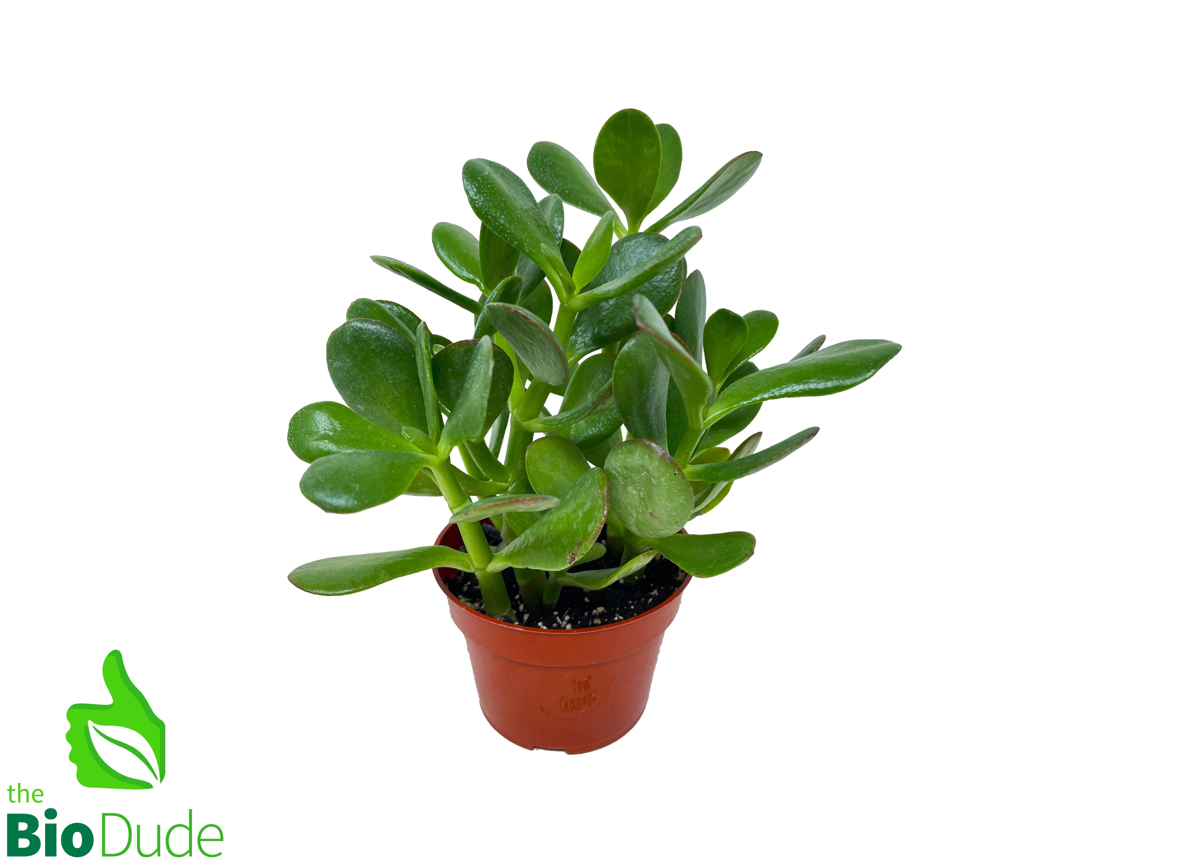How to Plant and Grow Jade Plant