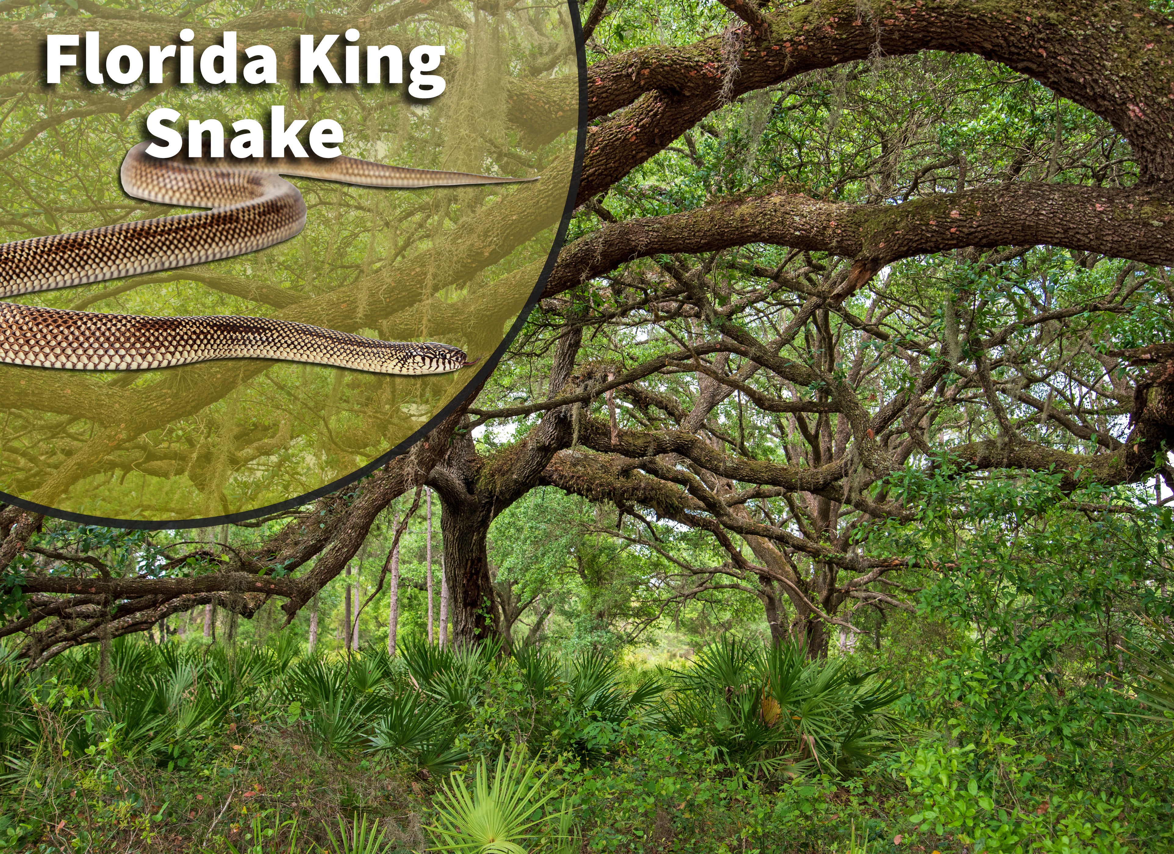 Mexican Black King Snake (Lampropeltis getula nigrita) Bioactive Vivar –  The Bio Dude