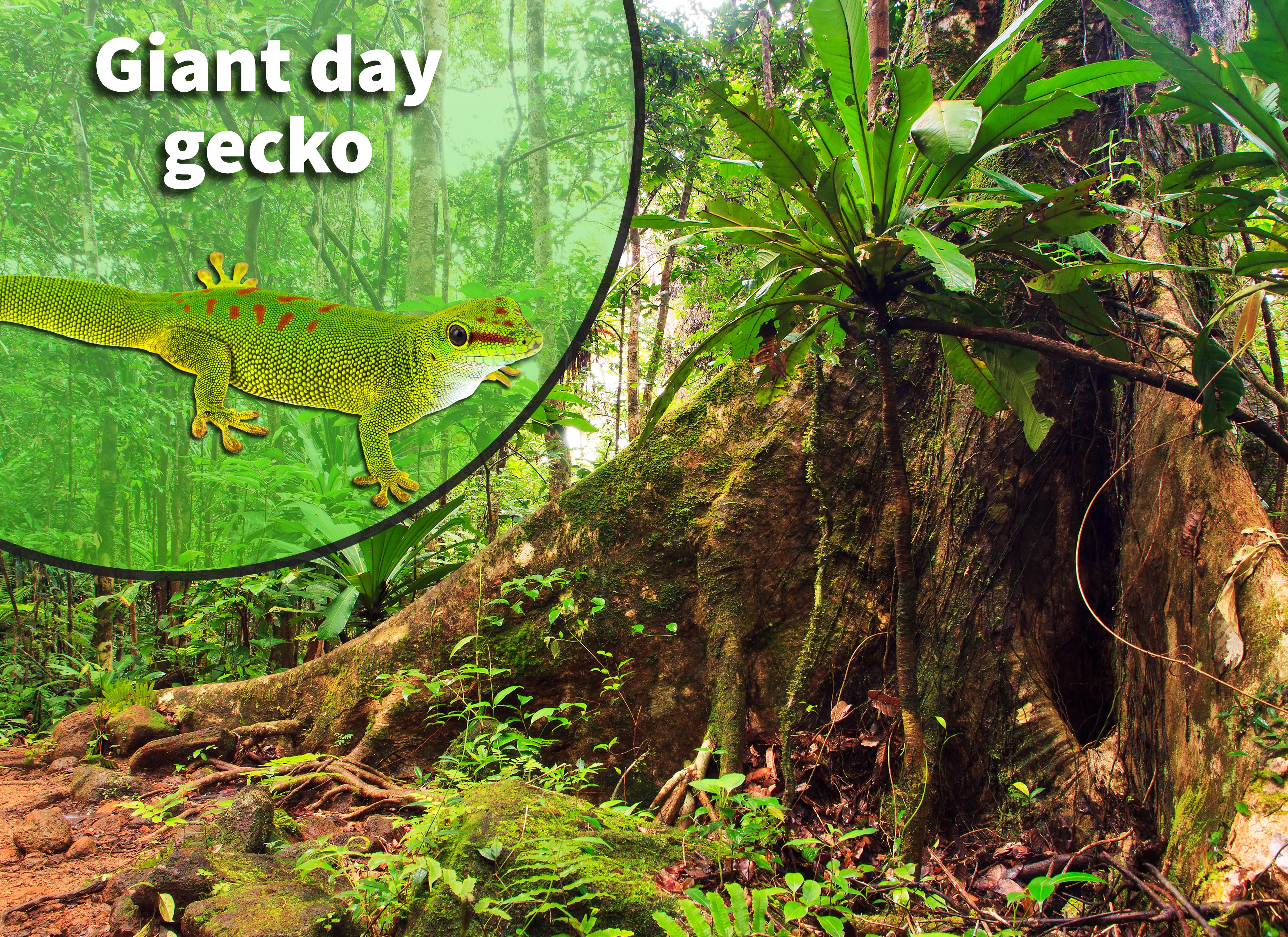 giant day gecko terrarium