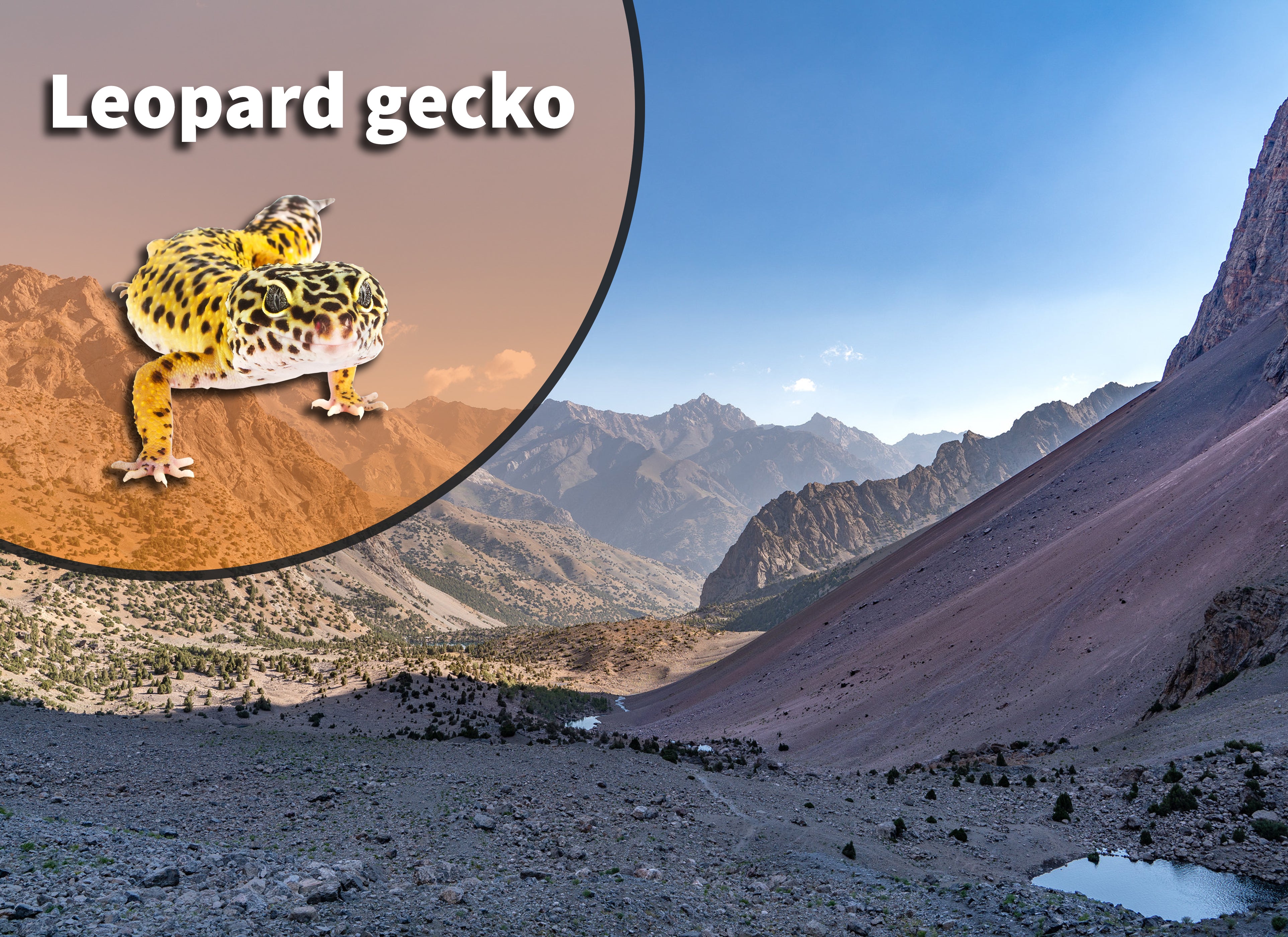 Leopard Gecko Bioactive Habitat Terrarium Kit – The Bio Dude