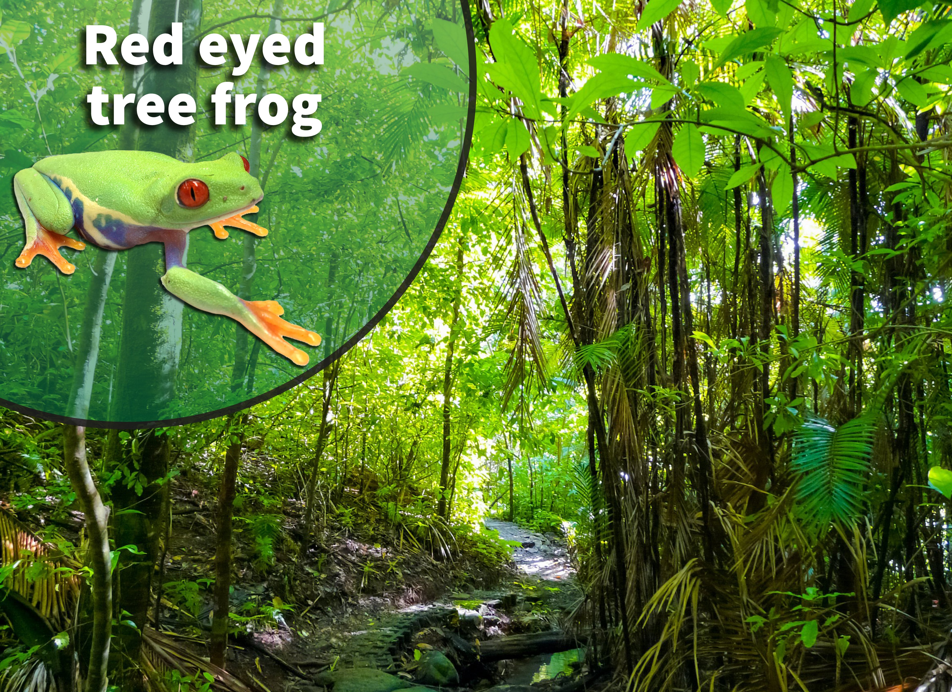 terrariu tree frog