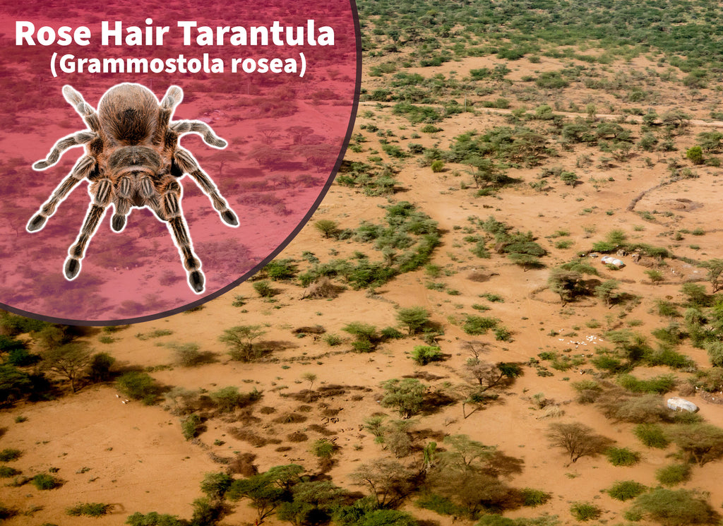 Bioactive Tarantula Enclosure Kits  The Bio Dude – Tagged tarantula  bioactive kit
