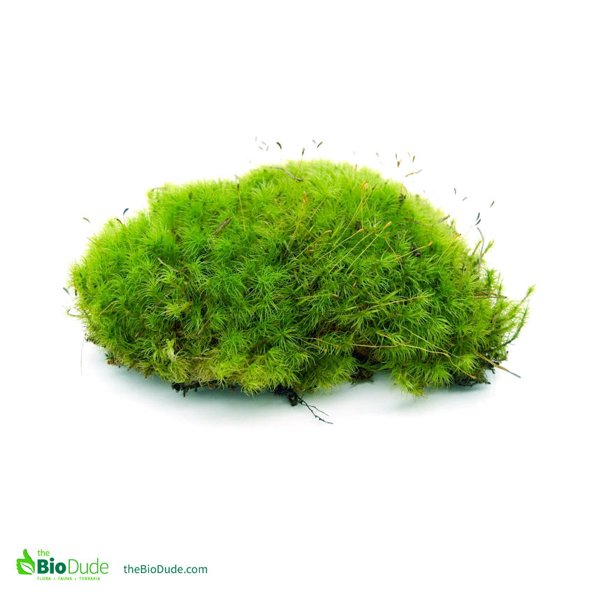 Live Sheet Moss - Natural